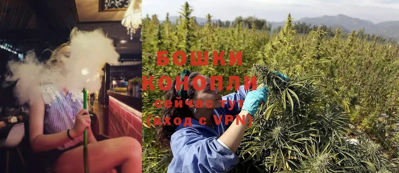 Конопля OG Kush  Аша 